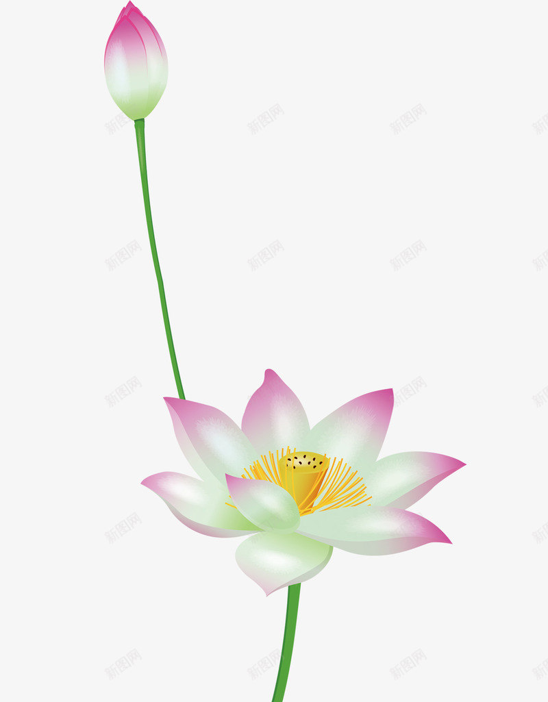 荷花psd免抠素材_88icon https://88icon.com 花骨朵 荷叶 荷花