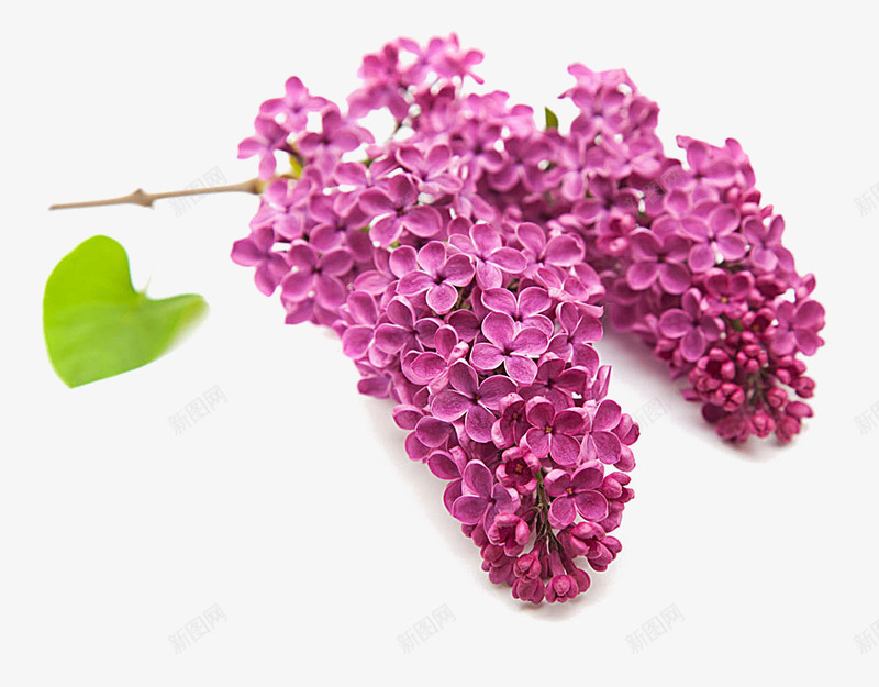 红色紫藤花png免抠素材_88icon https://88icon.com 一簇花 植物素材 紫藤花 红色 鲜花元素