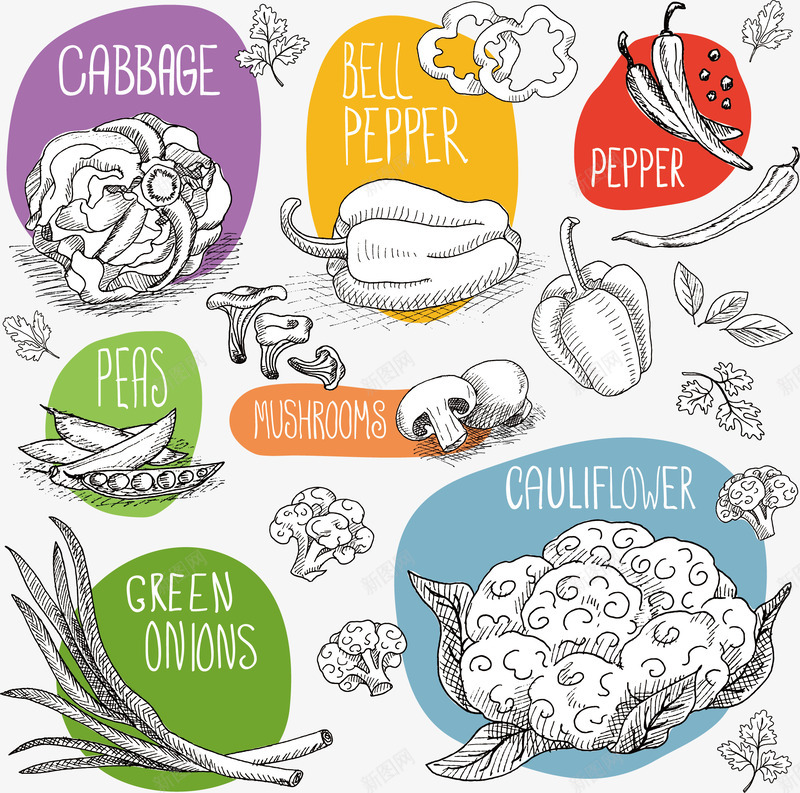 素描蔬菜png免抠素材_88icon https://88icon.com 叶子 大白菜 扁豆 手绘 花菜 蔬菜 辣椒 黑白