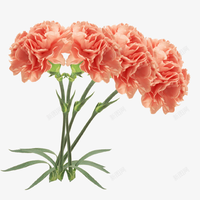 康乃馨母亲节png免抠素材_88icon https://88icon.com 免扣 康乃馨 母亲节 鲜花