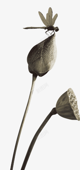 蜻蜓立在荷花上png免抠素材_88icon https://88icon.com PPT 中国风 水墨 荷叶 荷花 蜻蜓