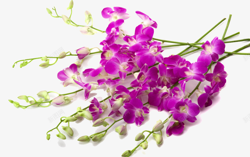 漂亮的丁香花植物png免抠素材_88icon https://88icon.com 丁香花 植物 漂亮 鲜花