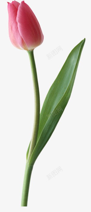 郁金香png免抠素材_88icon https://88icon.com 一枝郁金香 叶子 红色 花朵 花草 郁金香 郁金香粉 鲜花
