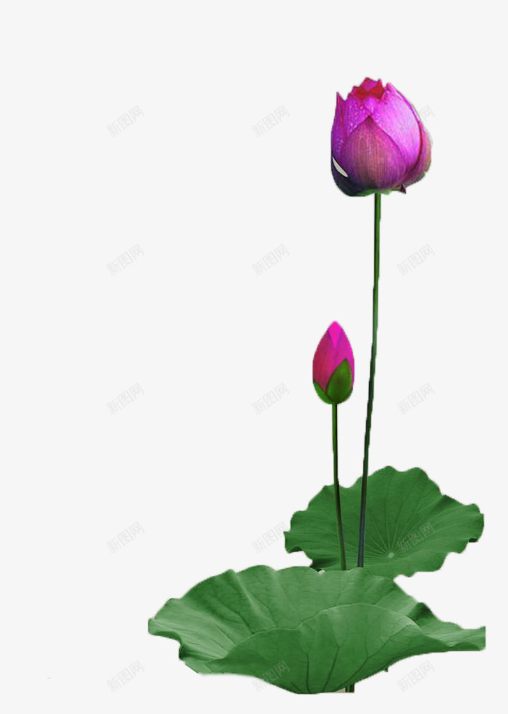 中国古典元素荷花png免抠素材_88icon https://88icon.com 创意素材 古典 花 荷花