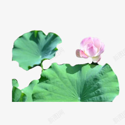 荷花夏天荷叶png免抠素材_88icon https://88icon.com 夏天 花 荷叶 荷花