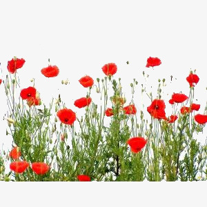 花卉ps鲜花花卉png免抠素材_88icon https://88icon.com 卡通装饰素材 唯美花草图片 植物花卉素材 水彩花卉 花卉画 鲜花花卉