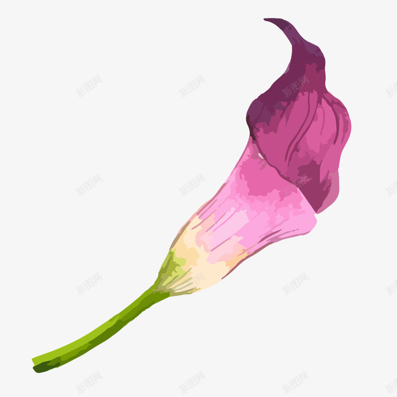 手绘水彩紫色马蹄莲png免抠素材_88icon https://88icon.com 唯美花朵 手绘马蹄莲 水彩 水彩马蹄莲 水彩鲜花 紫色花朵 紫色马蹄莲 花卉 花朵 马蹄莲 鲜花