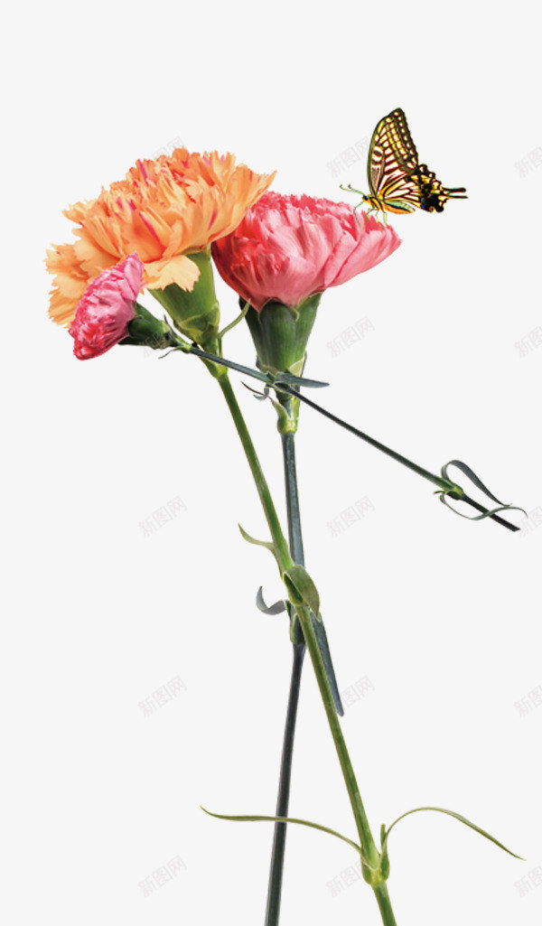 母亲节康乃馨png免抠素材_88icon https://88icon.com 母亲节礼物 粉色康乃馨 花朵 黄色康乃馨