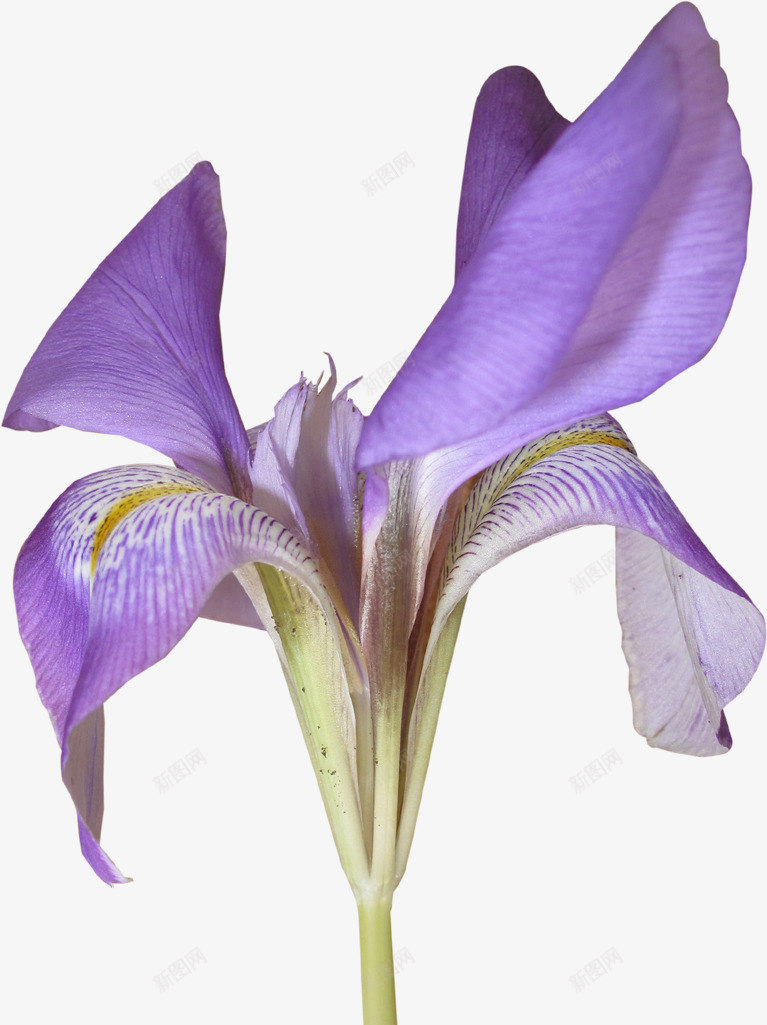 漂亮藏红花png免抠素材_88icon https://88icon.com 花朵 花瓣 藏红花 鲜花