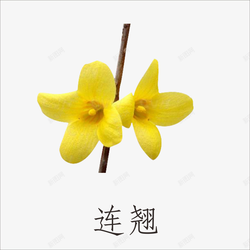 连翘png免抠素材_88icon https://88icon.com 小植物 鲜花