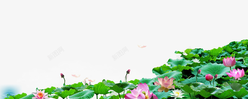 满池荷花png免抠素材_88icon https://88icon.com 红色 花骨朵 荷叶 荷花