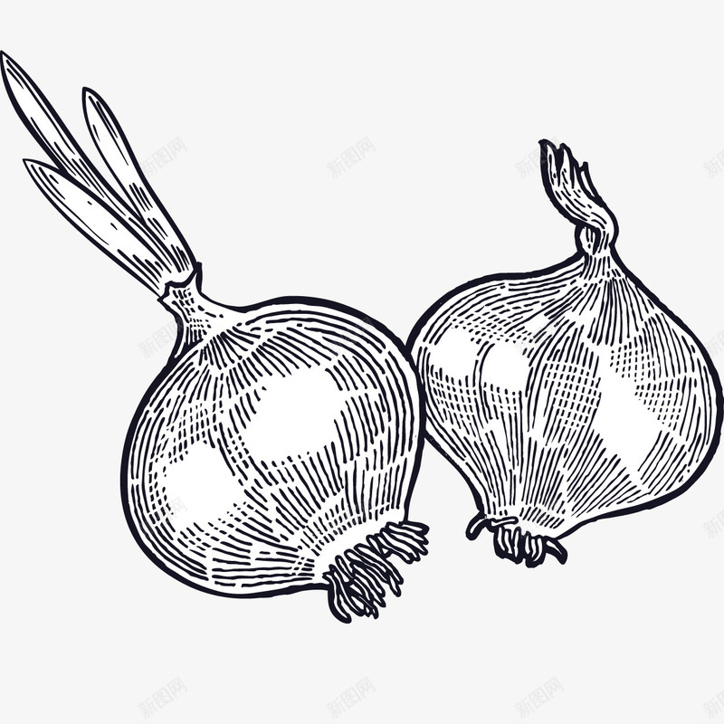 手绘线描黑白洋葱png免抠素材_88icon https://88icon.com 填色练习 手绘洋葱 插画 洋葱速写 简单速写 线描洋葱 线描蔬菜 蔬菜 黑白洋葱