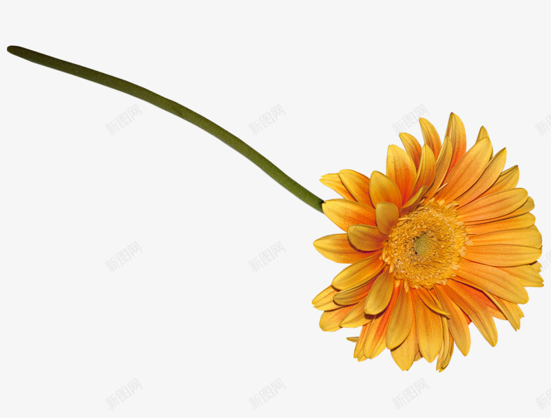 一枝鲜花png免抠素材_88icon https://88icon.com png素材 花 鲜花 黄色的花