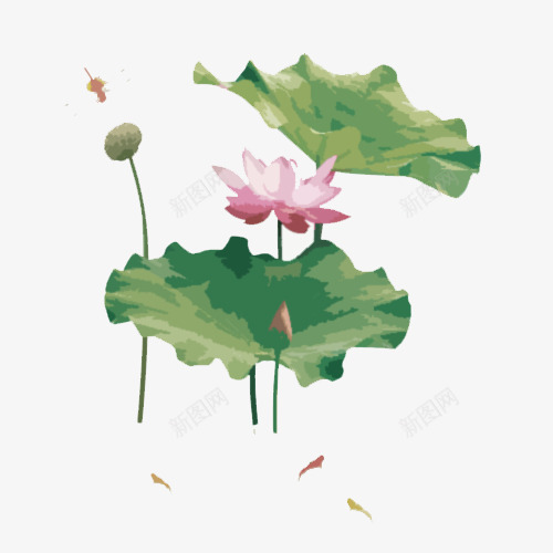 池塘里的荷花和小鱼png免抠素材_88icon https://88icon.com 小鱼 手绘 荷叶 荷花 莲子