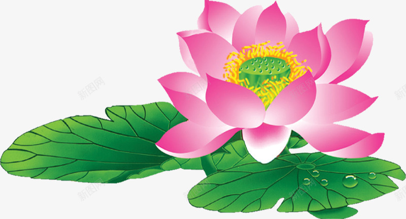 手绘粉色荷花荷叶png免抠素材_88icon https://88icon.com 粉色 荷叶 荷花