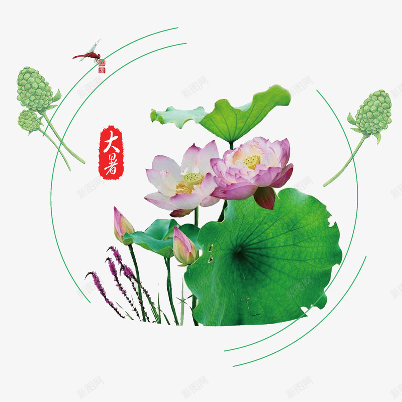 大暑荷花荷叶png免抠素材_88icon https://88icon.com 二十四节气 夏天 大暑 绿色 花卉 荷叶 荷花