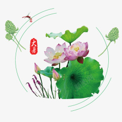 大暑荷花荷叶png图片下载 大暑荷花荷叶素材