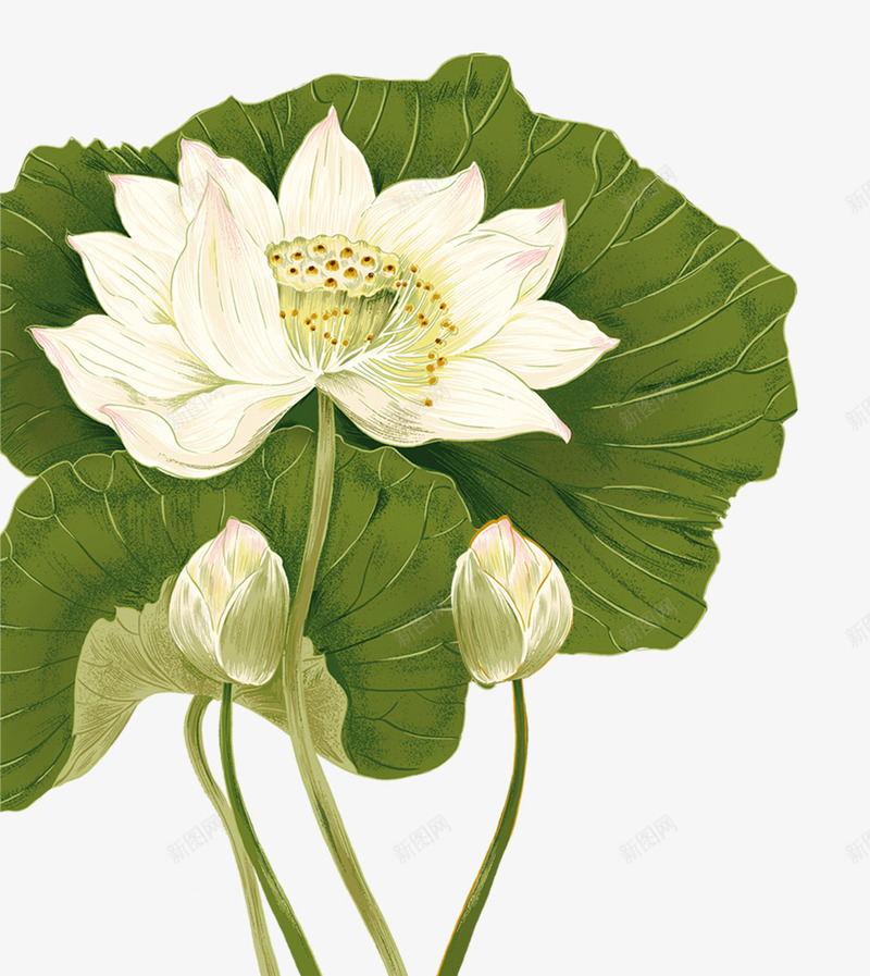 莲花荷花秋季中秋png免抠素材_88icon https://88icon.com 中秋 秋季 荷花 莲花