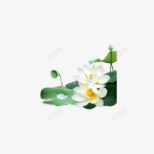 荷塘荷花png免抠素材_88icon https://88icon.com 植物 河塘荷花 河塘荷花图片 河塘荷花库 河塘荷花矢量 河塘荷花矢量图 绿色 荷塘 荷花