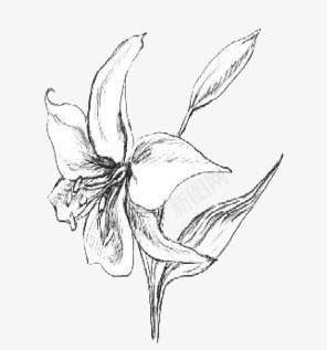 手绘百合花png免抠素材_88icon https://88icon.com 手绘 插画 素描百合花 花卉 装饰 黑白