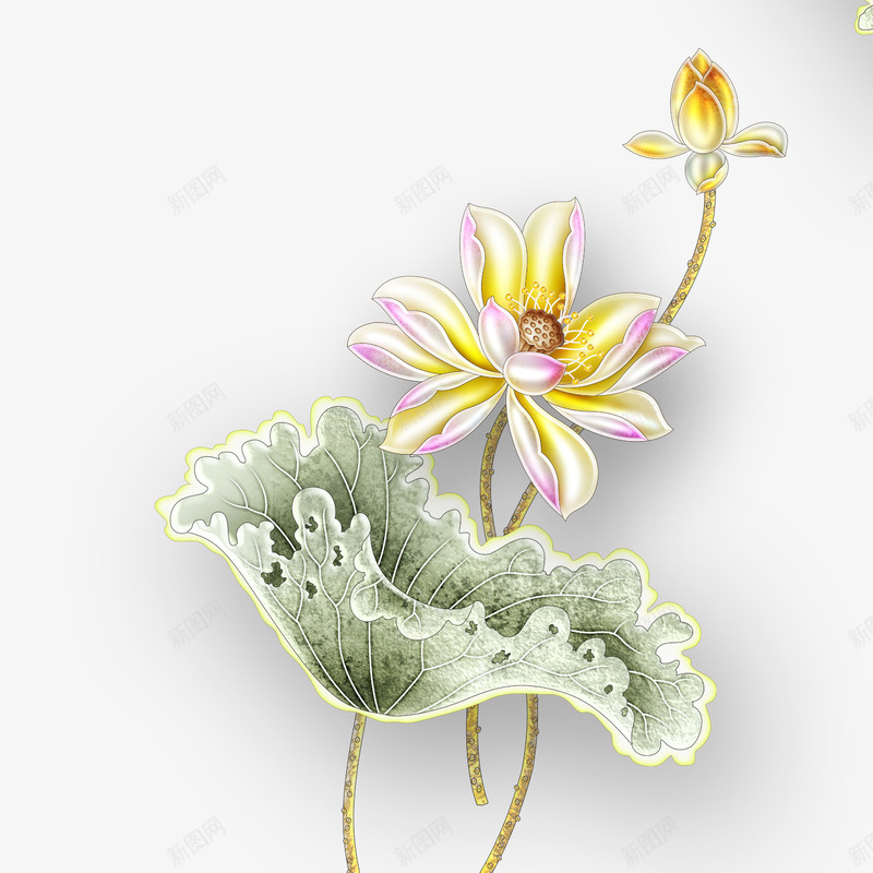 荷花png免抠素材_88icon https://88icon.com 中国风 灰色 粉色 荷叶 荷花 莲花 金色