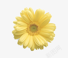 唯美精美淘宝护肤花朵png免抠素材_88icon https://88icon.com 唯美 护肤 淘宝 精美 花朵 黄色