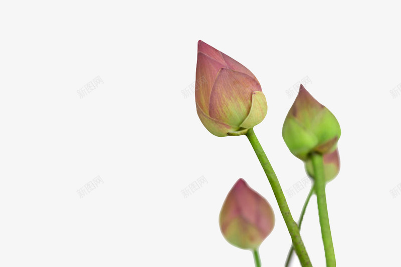 绿色纯洁的没开花的水芙蓉实物png免抠素材_88icon https://88icon.com 水华 水旦 水芙蓉 水芝 泽芝 玉华 玉芝 芙蕖 花瓣 花苞 花蕾 荷花 莲子 莲蓬 菡萏