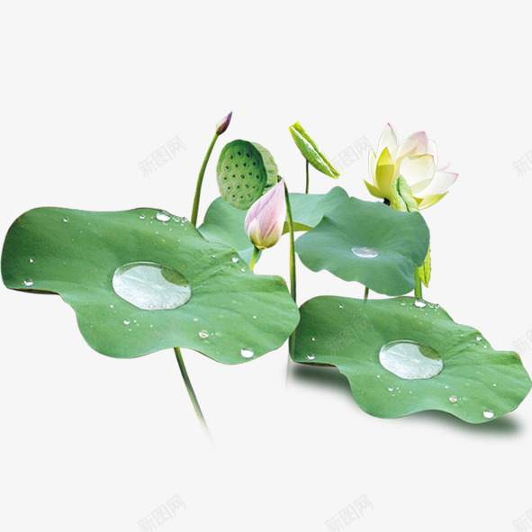 荷花叶子上的水珠png免抠素材_88icon https://88icon.com 水珠 荷叶 荷花 莲蓬