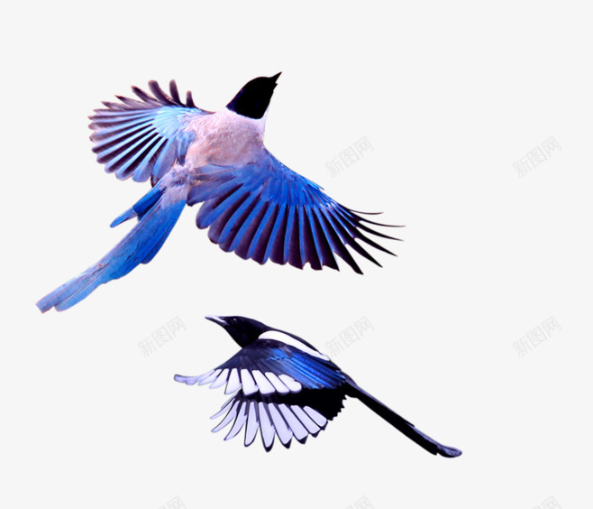 七夕的两只喜鹊png免抠素材_88icon https://88icon.com 七七 七夕 两只喜鹊 喜鹊 情人节 鹊桥