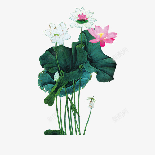 中秋节多图层荷花psd免抠素材_88icon https://88icon.com 中秋 素材 节日