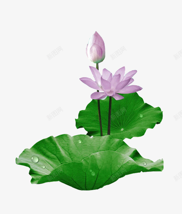 荷叶上的荷花png免抠素材_88icon https://88icon.com PNG素材 植物 荷叶 荷花