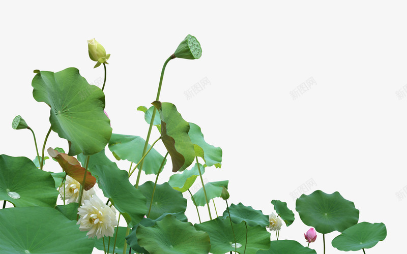 荷花png免抠素材_88icon https://88icon.com 荷花荷叶花骨朵