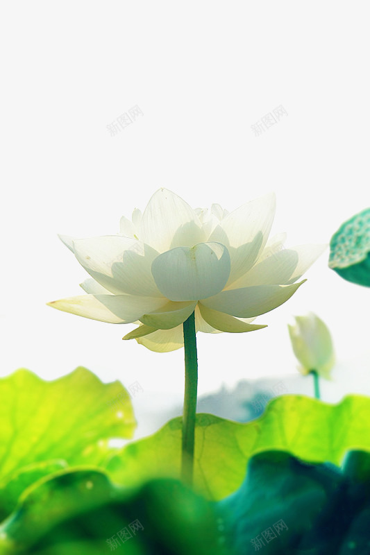 清新古风荷花png免抠素材_88icon https://88icon.com 古风素材 荷叶荷花 荷花素材 莲花