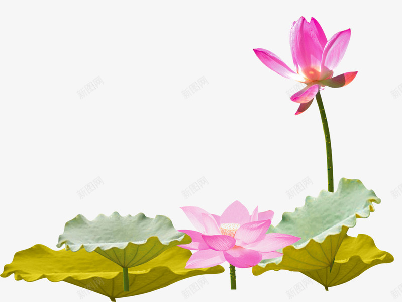 绿色中国风荷花装饰图案png免抠素材_88icon https://88icon.com 中国风 免抠PNG 绿色 荷花 装饰图案