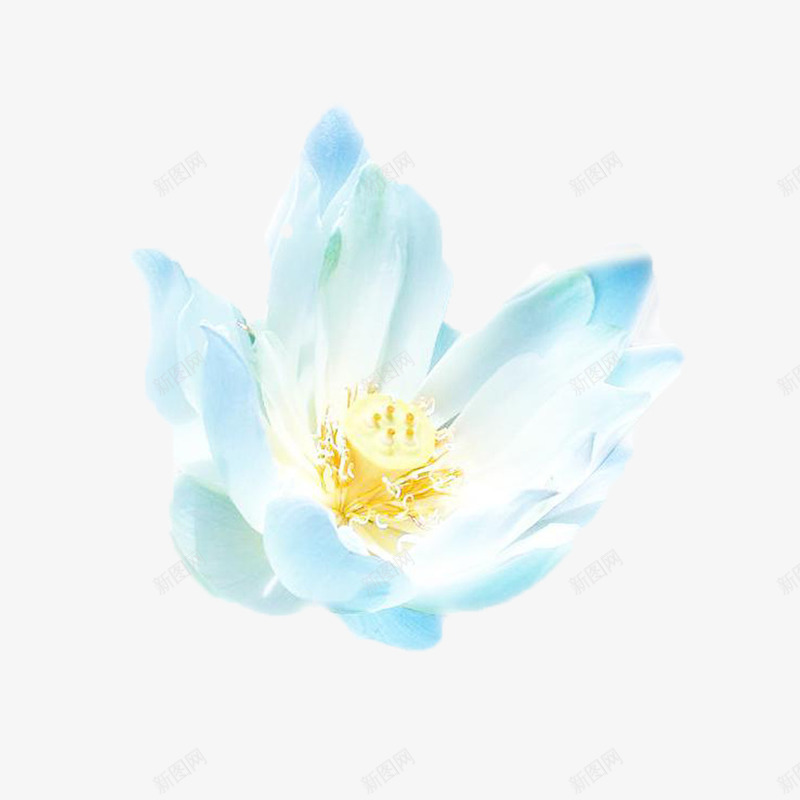 冰蓝荷花png免抠素材_88icon https://88icon.com 植物 清新 花儿 花朵 花蕊 蓝色