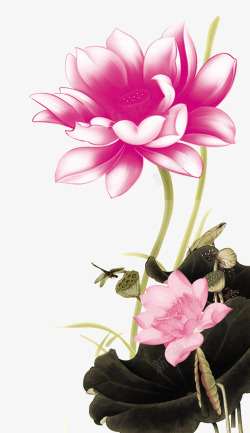 国画荷花png图片下载 国画荷花素材