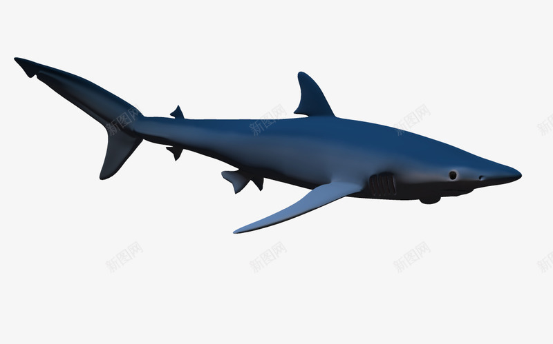 海洋3d鱼类鲸鱼模型png免抠素材_88icon https://88icon.com 3D 动物 模型 海底 海底动物 蓝色海洋 鱼 鲸鱼