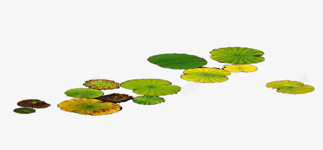 荷花png免抠素材_88icon https://88icon.com 荷花 荷花图案