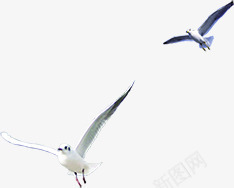摄影飞在天空和平鸽png免抠素材_88icon https://88icon.com 和平鸽 天空 摄影