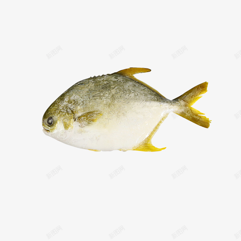 鱼鲳鱼黄鲳鱼png免抠素材_88icon https://88icon.com 高清 鱼 鲳鱼 黄鲳鱼