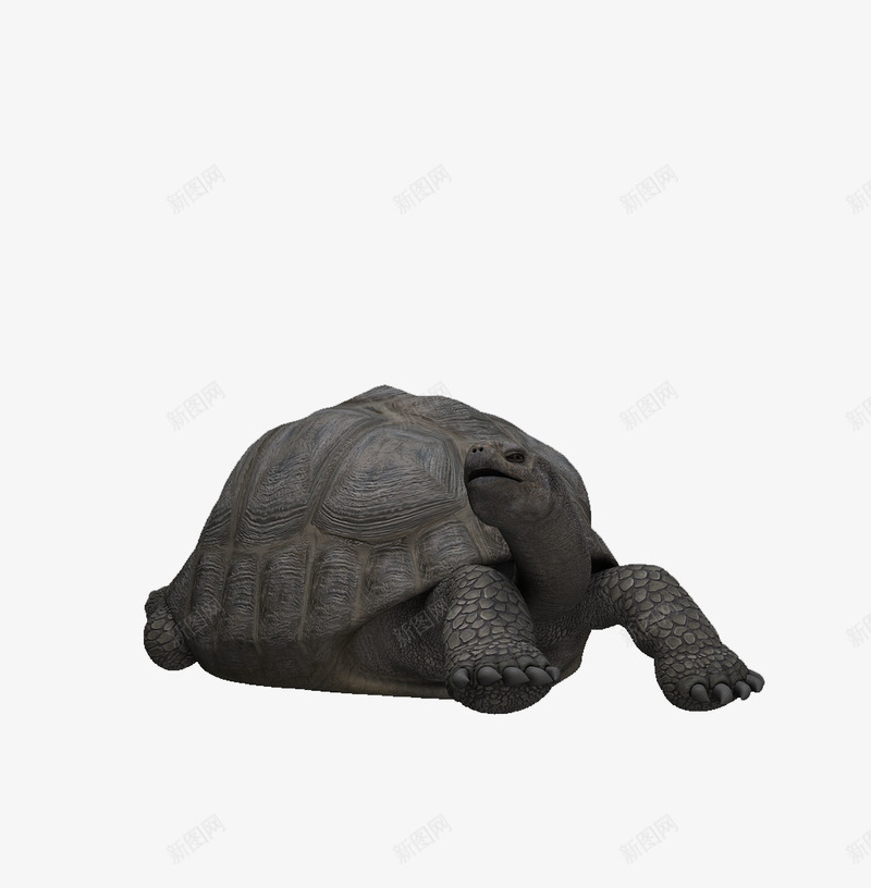 千年老龟png免抠素材_88icon https://88icon.com 石头 缩头乌龟 花纹 雕刻