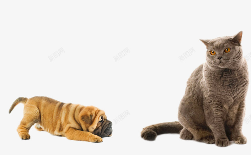 波斯猫特写png免抠素材_88icon https://88icon.com png图片 png图片素材 免费png 免费png元素 动物 哈皮狗 狗狗 猫咪 装饰素材 高清免费png 高清免费png素材