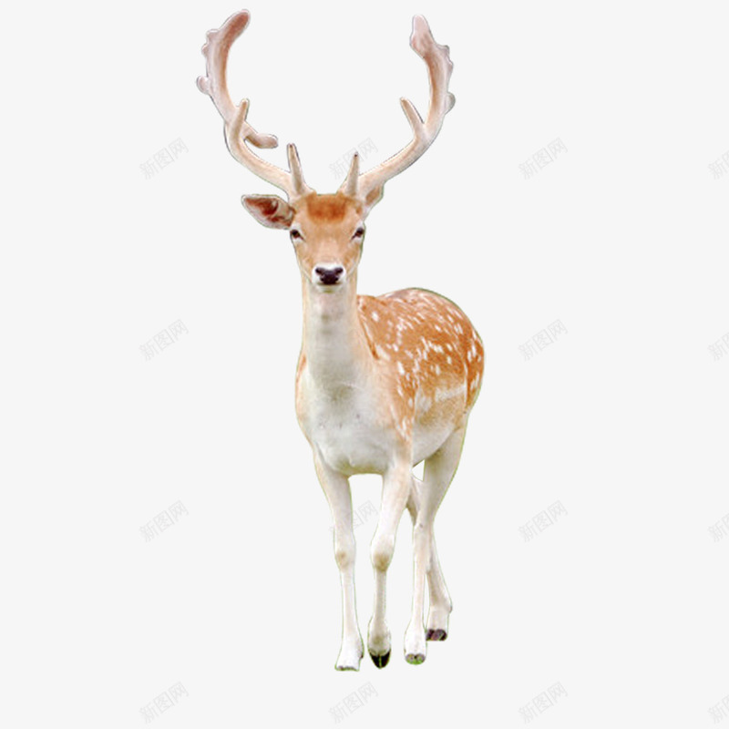 梅花鹿图png免抠素材_88icon https://88icon.com 梅花鹿 梅花鹿图集 梅花鹿图集图片免费下载 源文件 鹿