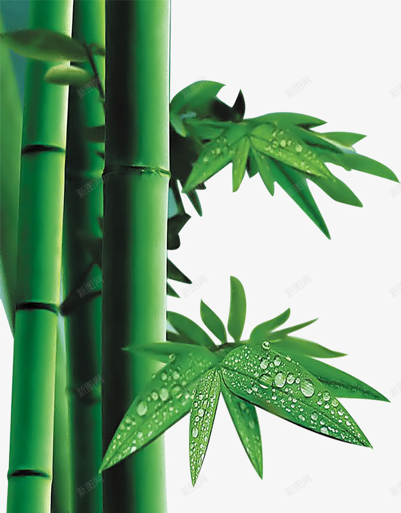 绿色水珠竹子端午png免抠素材_88icon https://88icon.com 水珠 端午 竹子 绿色