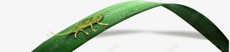 绿色枝叶水珠蜥蜴png免抠素材_88icon https://88icon.com 枝叶 水珠 绿色 蜥蜴