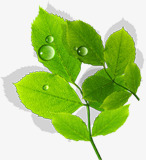 春季绿色梦幻树叶水滴png免抠素材_88icon https://88icon.com 春季 树叶 梦幻 水滴 绿色