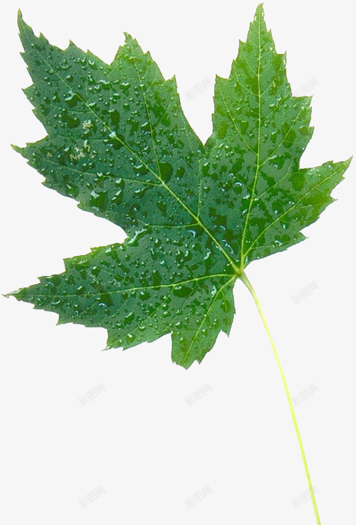 绿色水珠梧桐叶png免抠素材_88icon https://88icon.com 免抠素材 免费下载 树叶装饰素材 梧桐叶 植物树叶