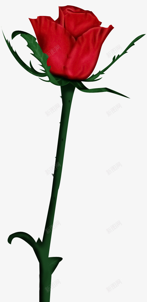唯美红色玫瑰花PSD分层psd免抠素材_88icon https://88icon.com PSD分层素材 唯美 玫瑰花 红色