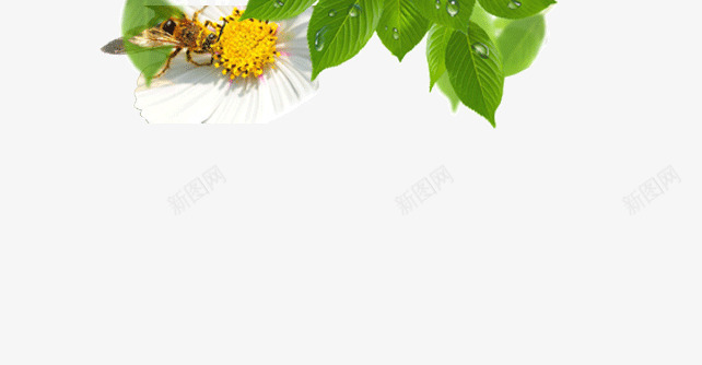 采花蜜的蜜蜂png免抠素材_88icon https://88icon.com 水珠 清新 绿叶 花朵 蜜蜂