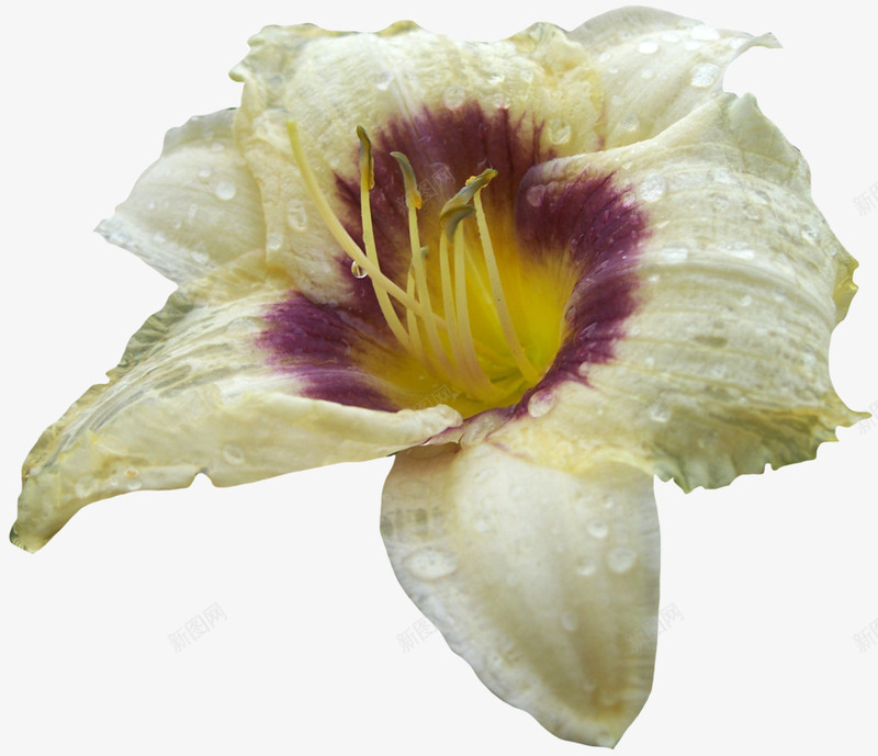 白色水珠花朵png免抠素材_88icon https://88icon.com 水珠 白色 花朵